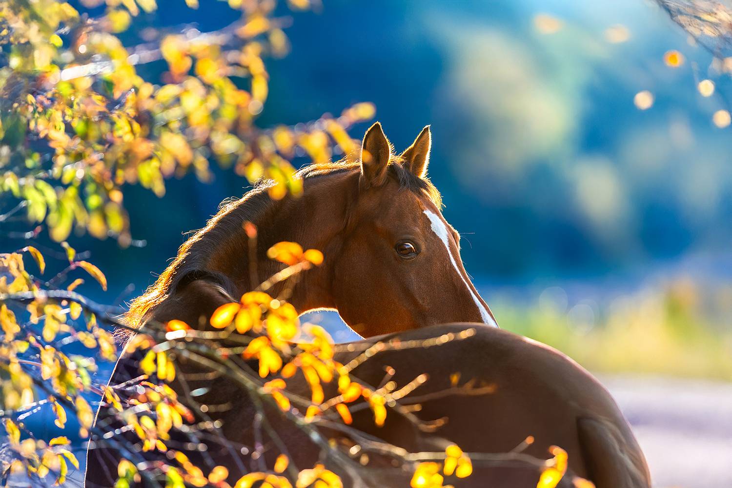 Элегантность