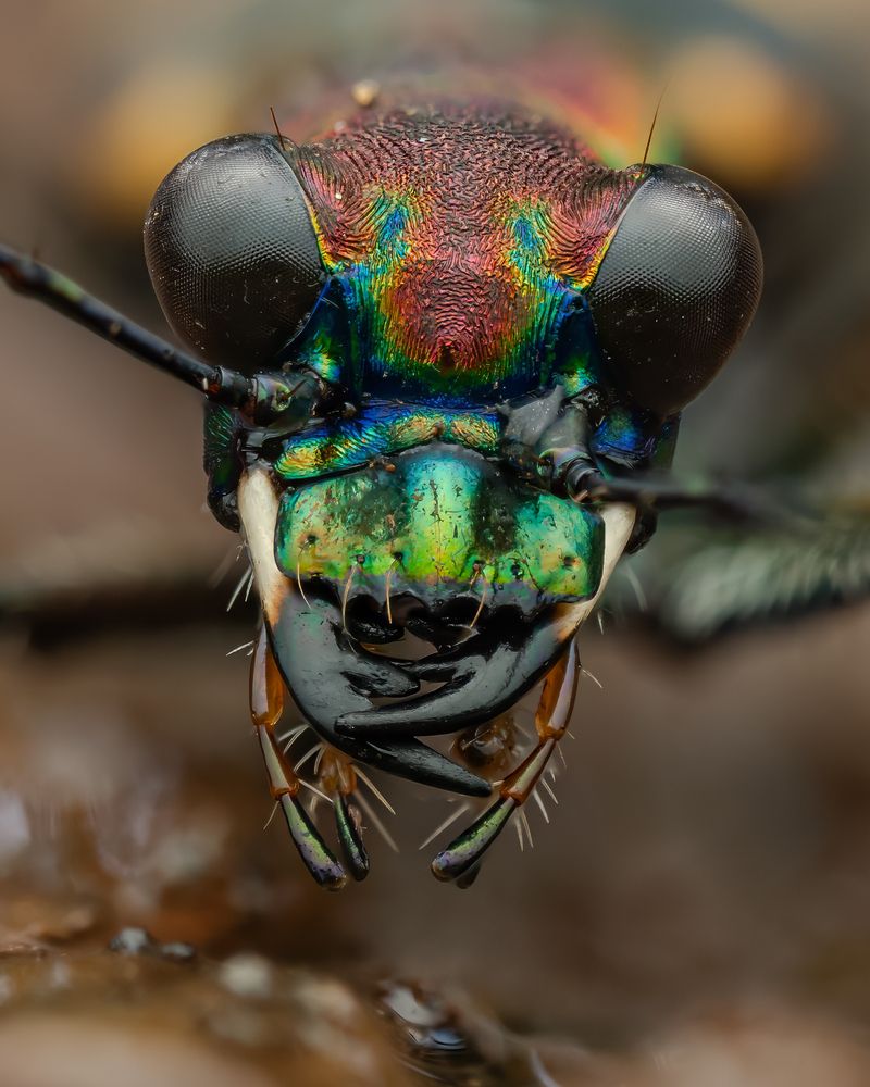 Photograph by Hardeep Solanki