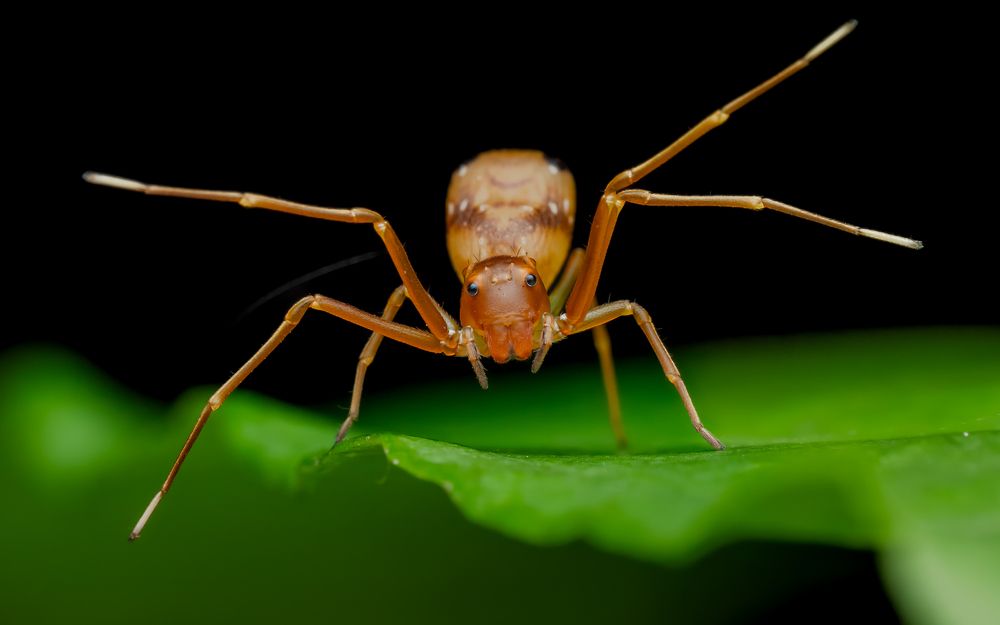 ant mimic spider