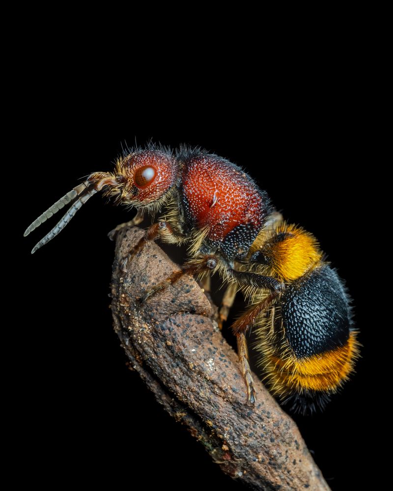 velvet ant