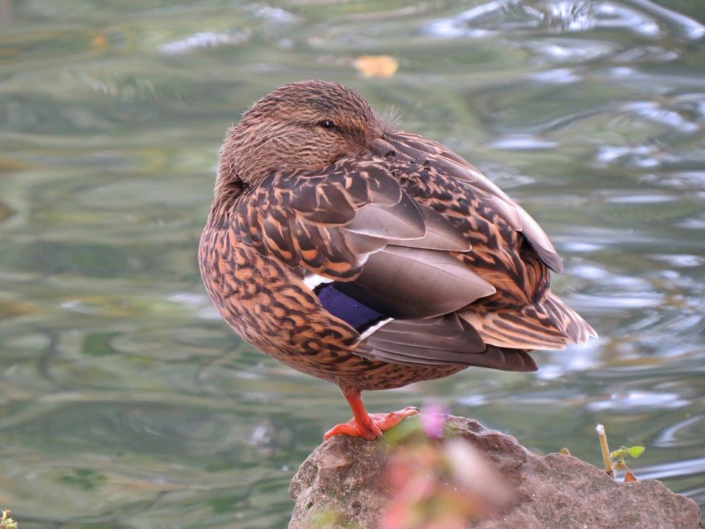 Photograph by Фартушняк Сергей