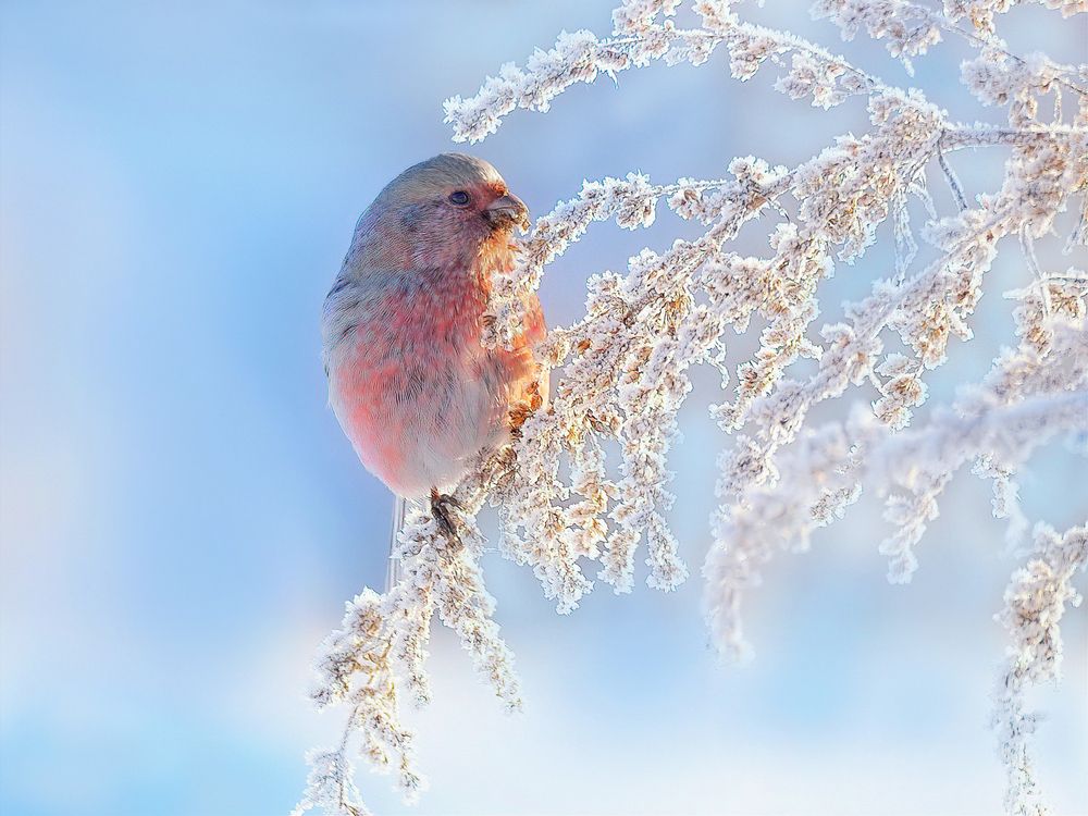 Северный жемчуг