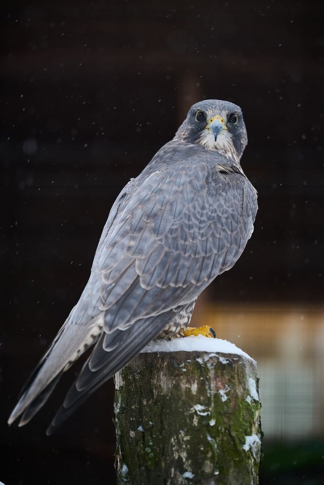 Photograph by Александр