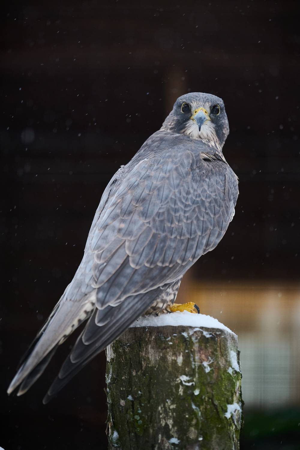 Фотография #13145903