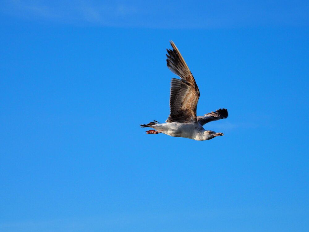 Photograph by Сергей Борисов