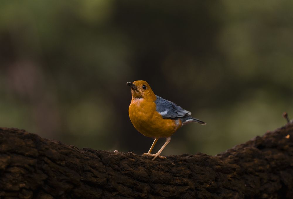 Photograph by MAYANK VERMA