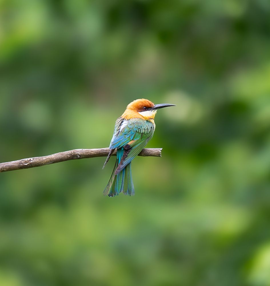 Photograph by MAYANK VERMA