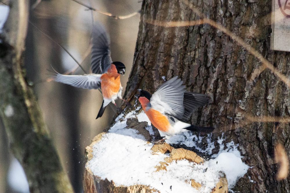 Photograph by Elena Lagutina