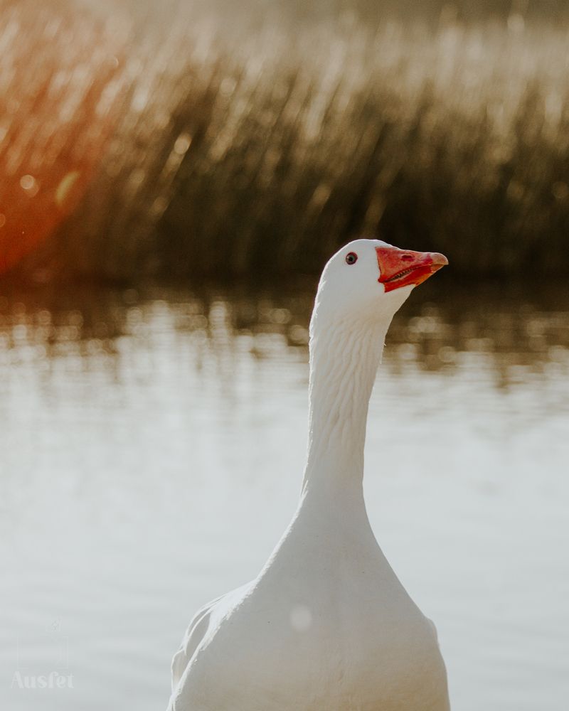Photograph by Irina Ausfet