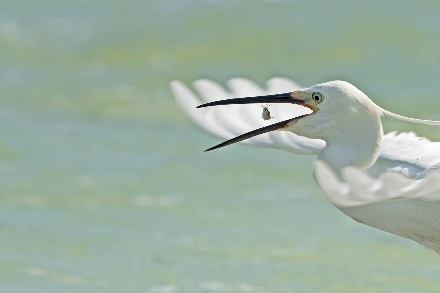 Tears of Little Fish