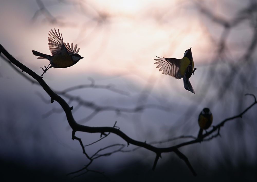 Photograph by Баранов Олег