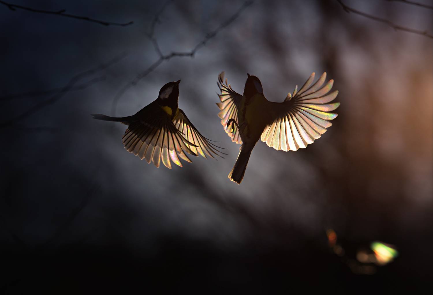 Фотография #13146632