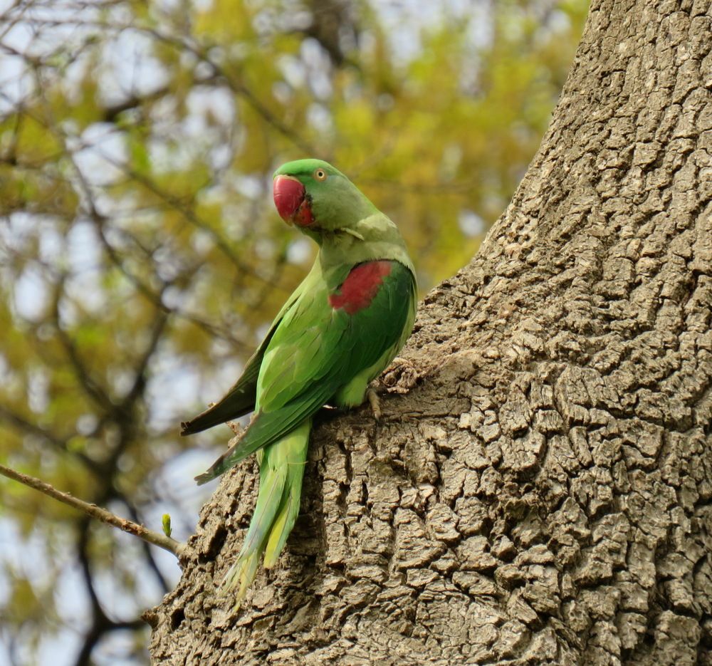 Alexandrine ring-necked parakeet