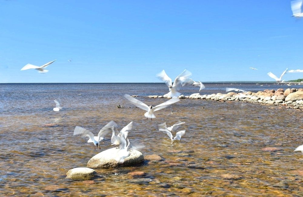 Photograph by Антонина Шабышева