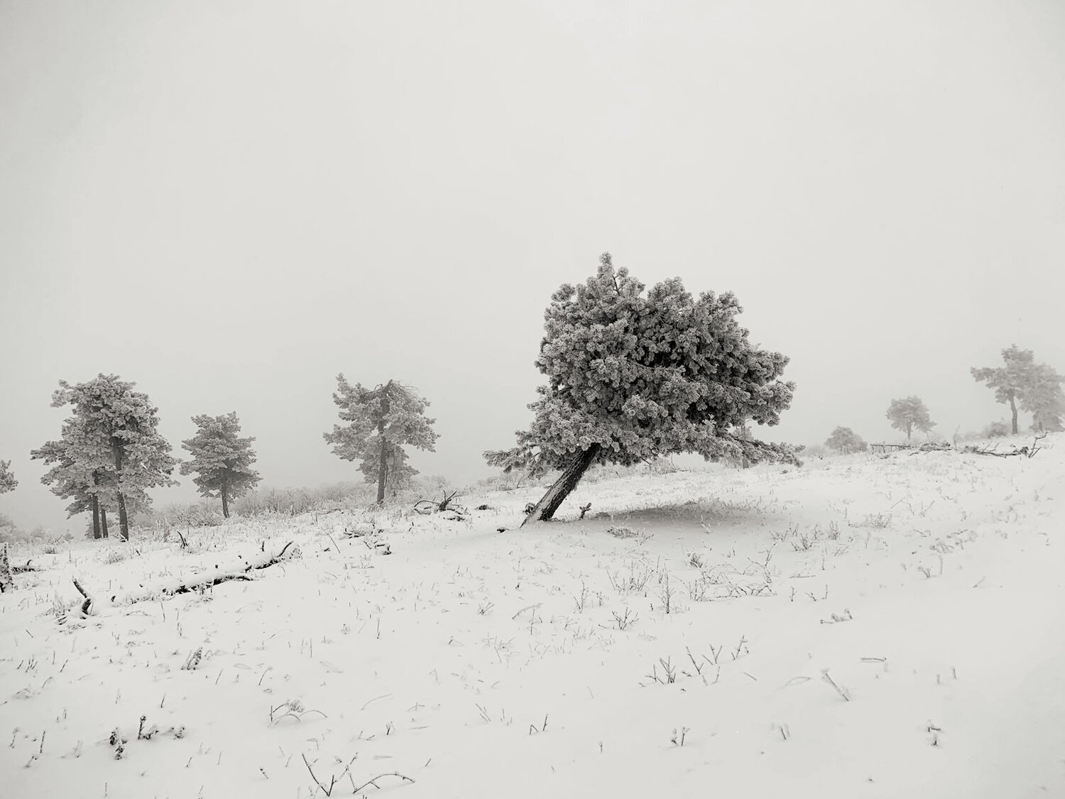 Photo #13146668