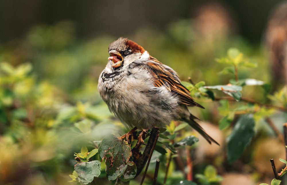 Фотография автора Маори Мурр