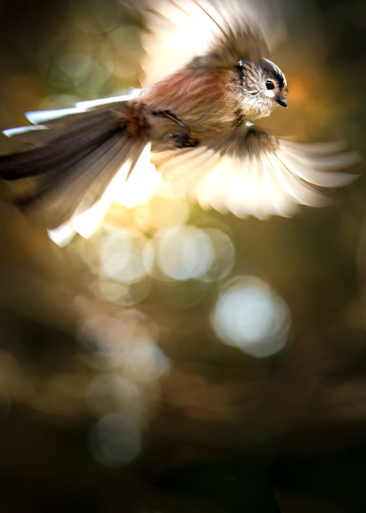 Photograph by Alex Mackintosh