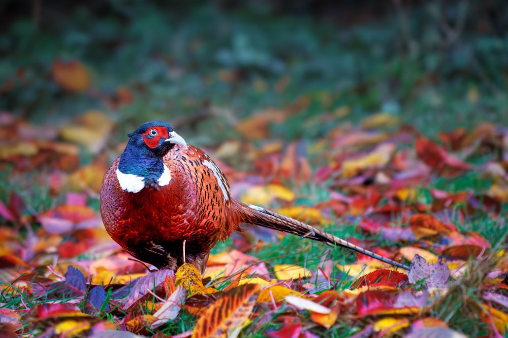 Male Pheasant in Scotland