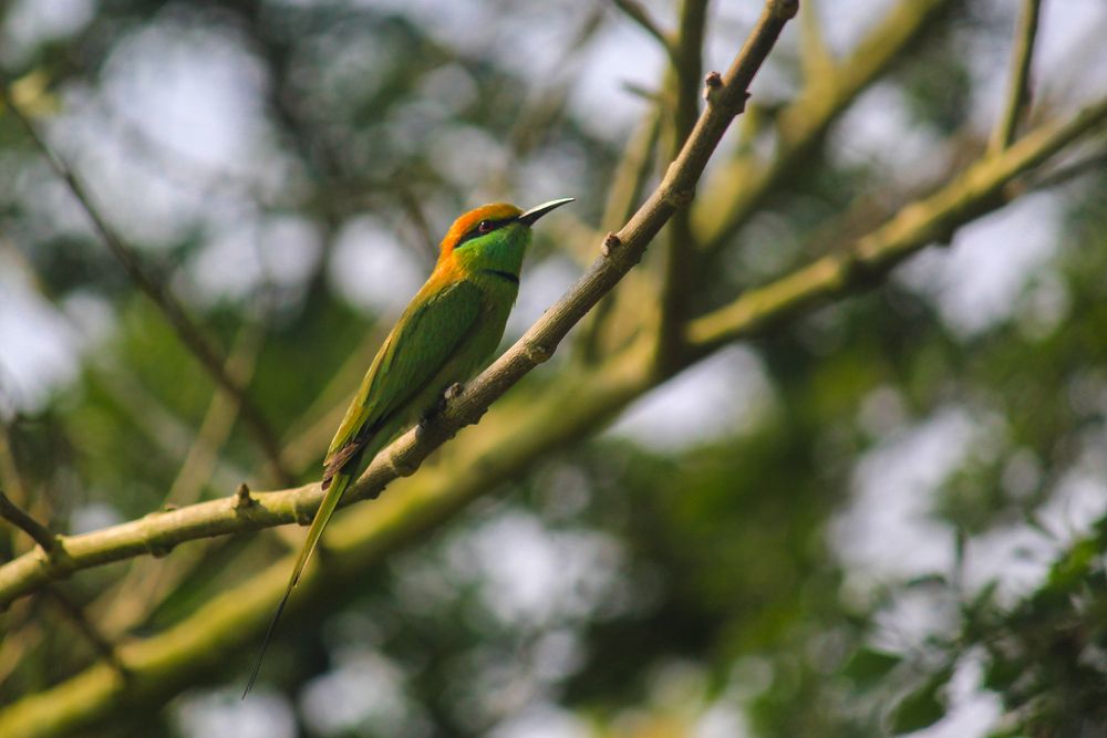 Photograph by Subhomoy Ghosh