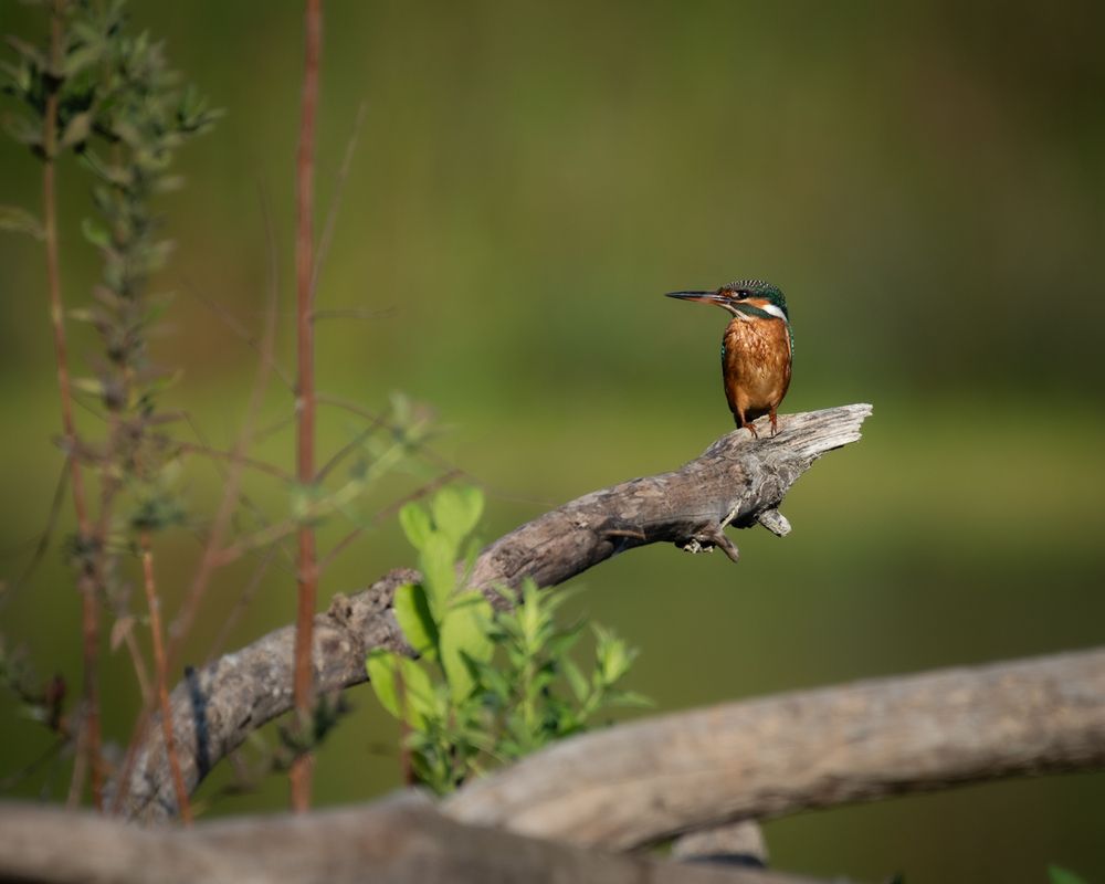 Photograph by Sophie Abuhazera