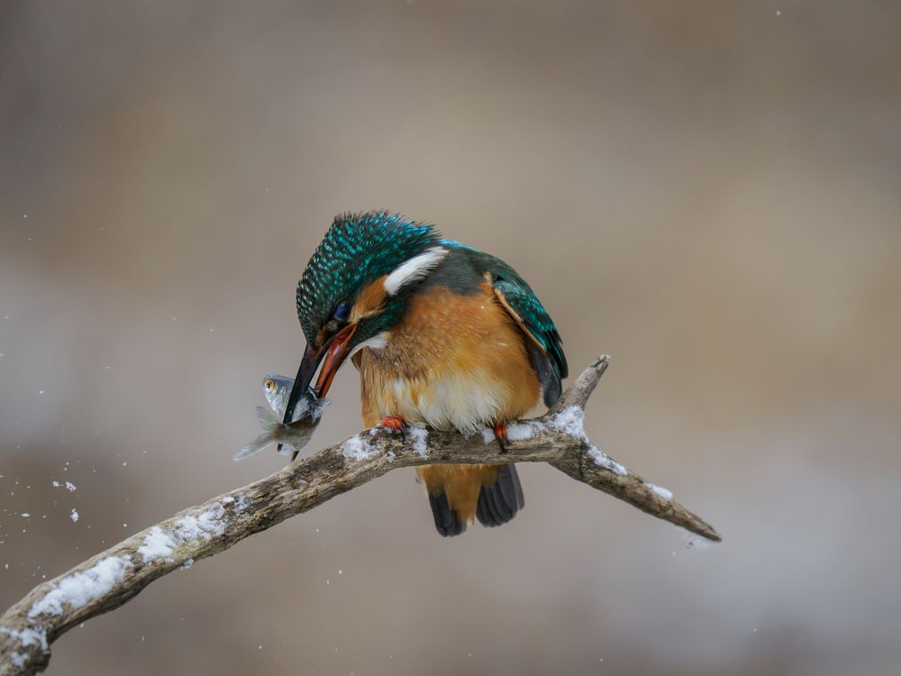 Photograph by Daniela Retzer