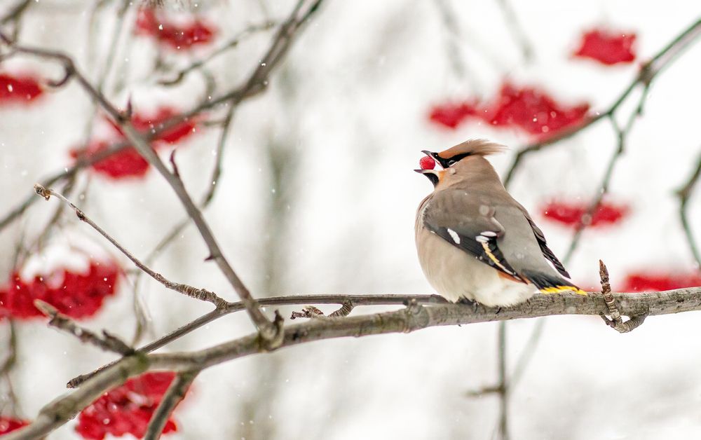 Фотография автора Маори Мурр