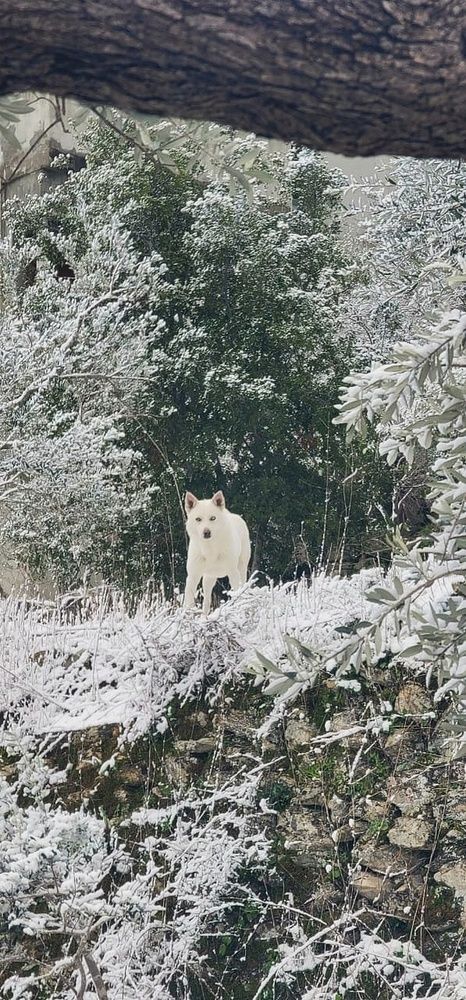 Guardian of the Quiet Snow