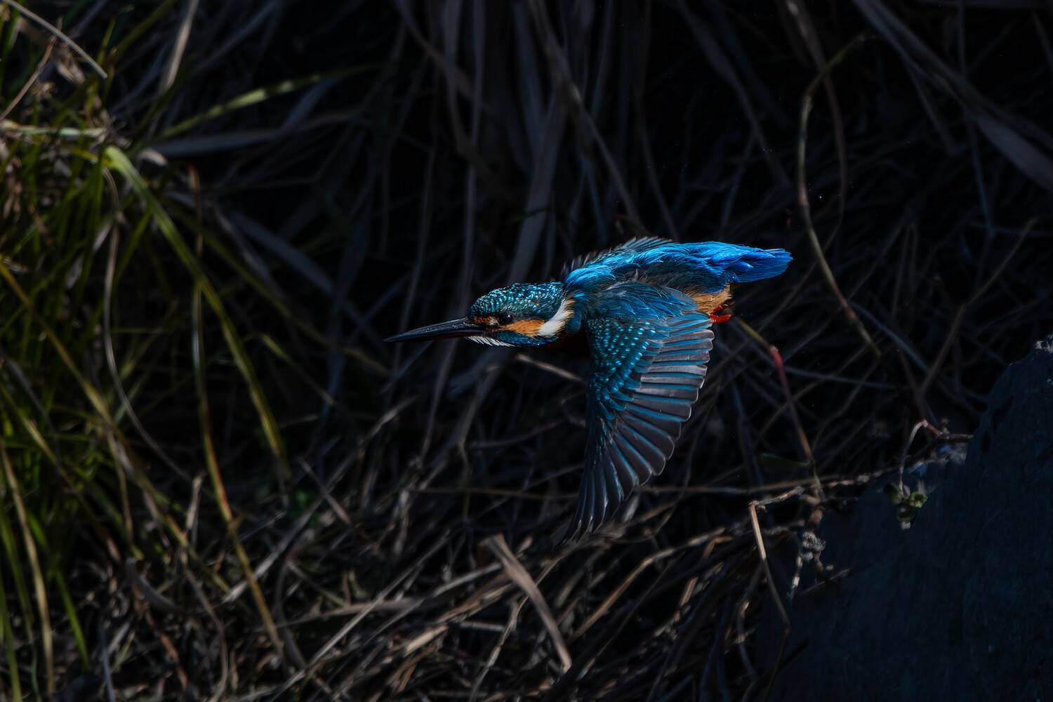 Flying in the dim light