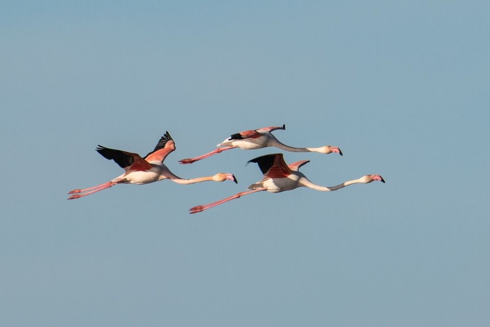 Triángulo de flamencos