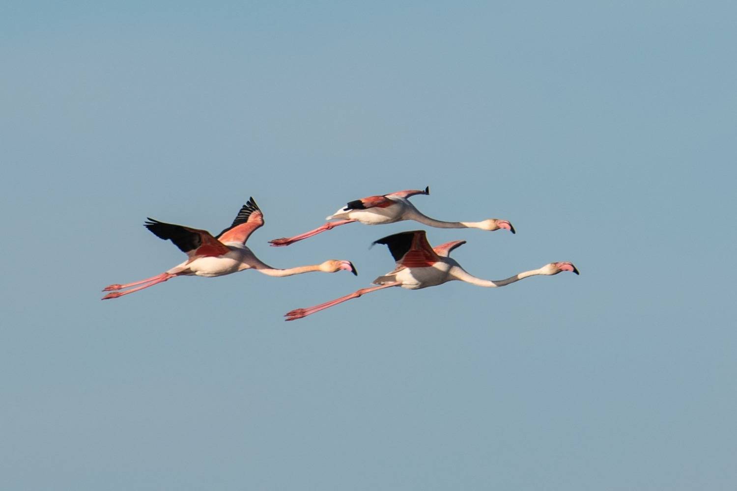Triángulo de flamencos