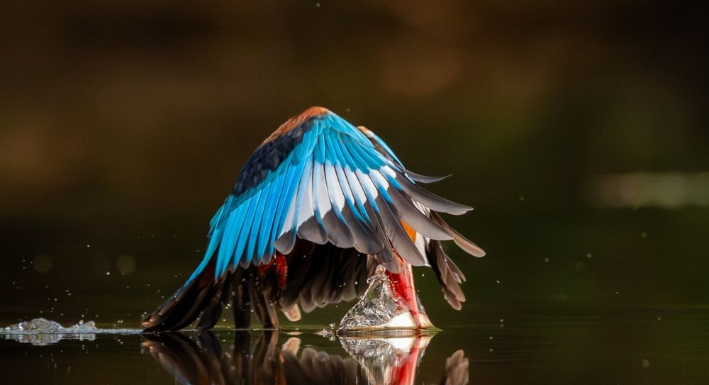 A Colourful Dive!