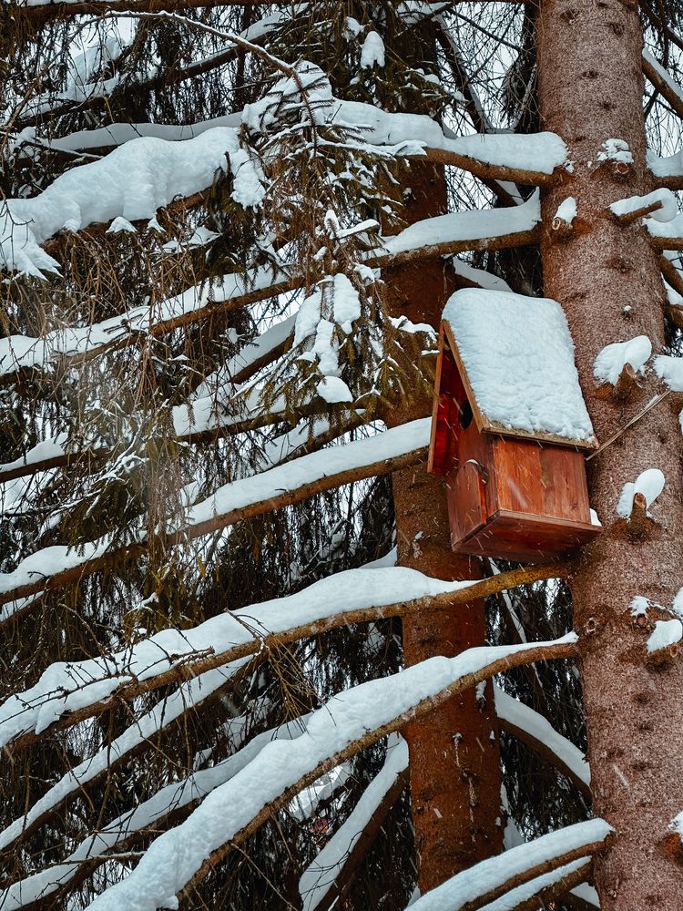 Photograph by Елена Брижеватая