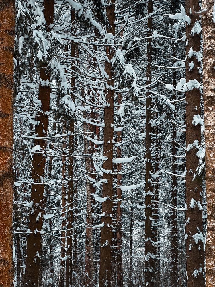 Photograph by Елена Брижеватая