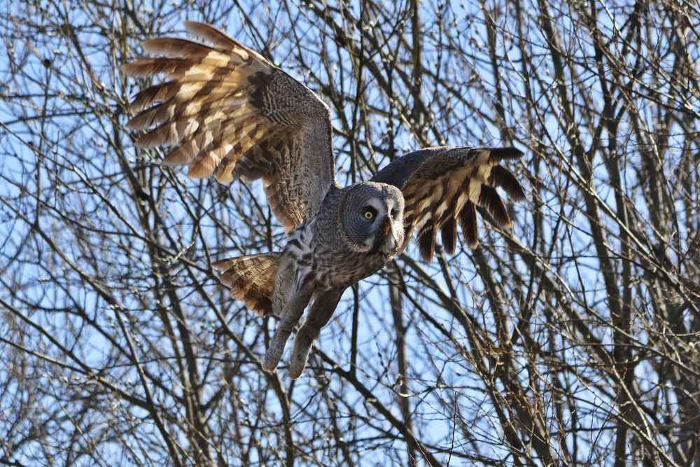 Photograph by Галина Катанова