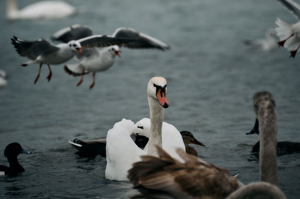 Photograph by Константин Громов