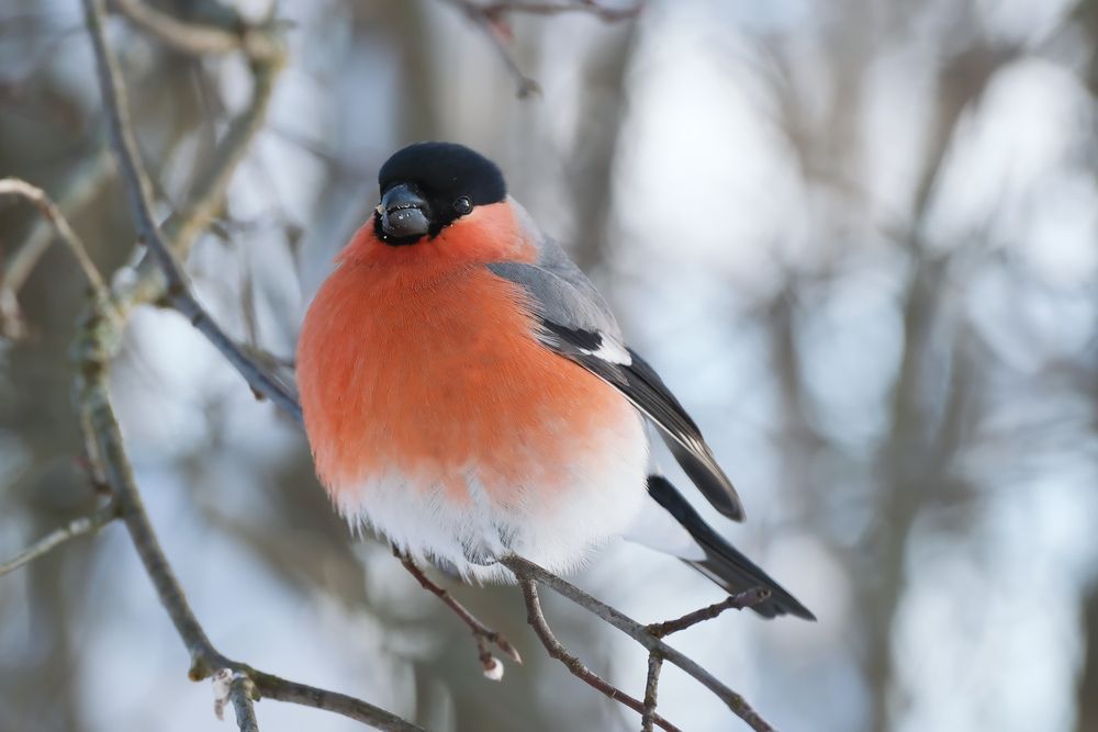 Photograph by Надежда Кангина