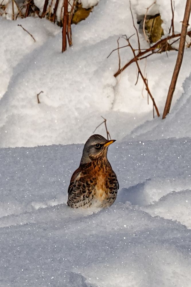 Photograph by Светлана Каравайская