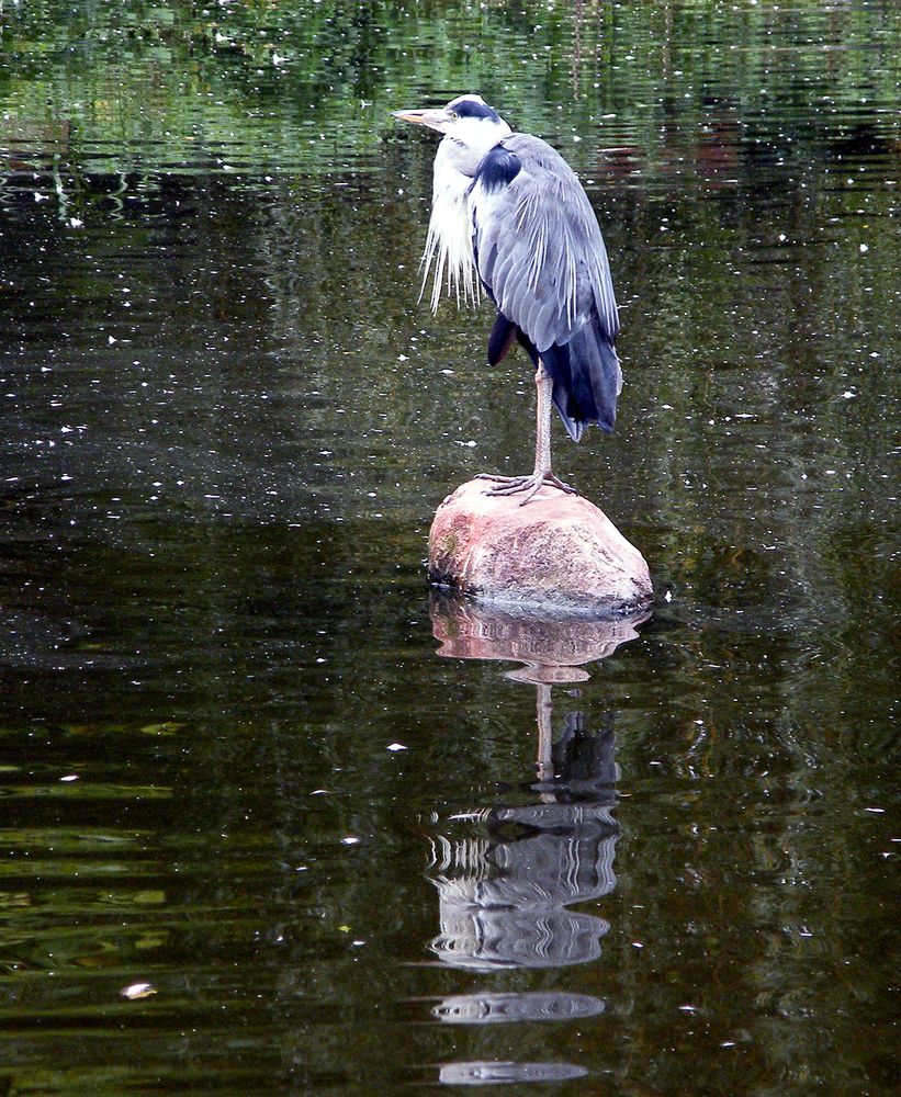 Фотография автора Alexander Baron