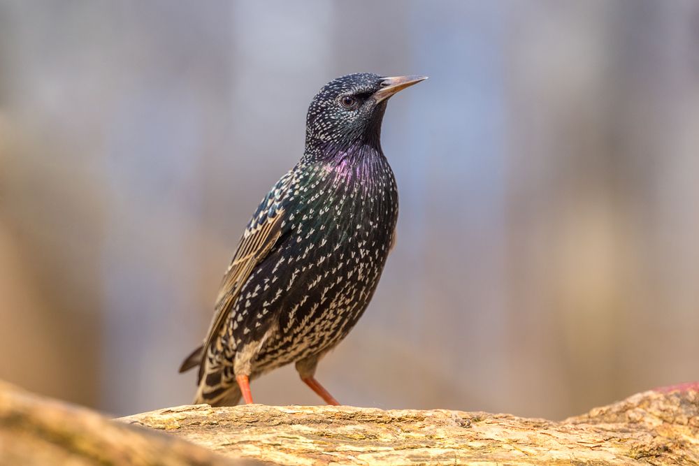 Photograph by Алексеев Сергей