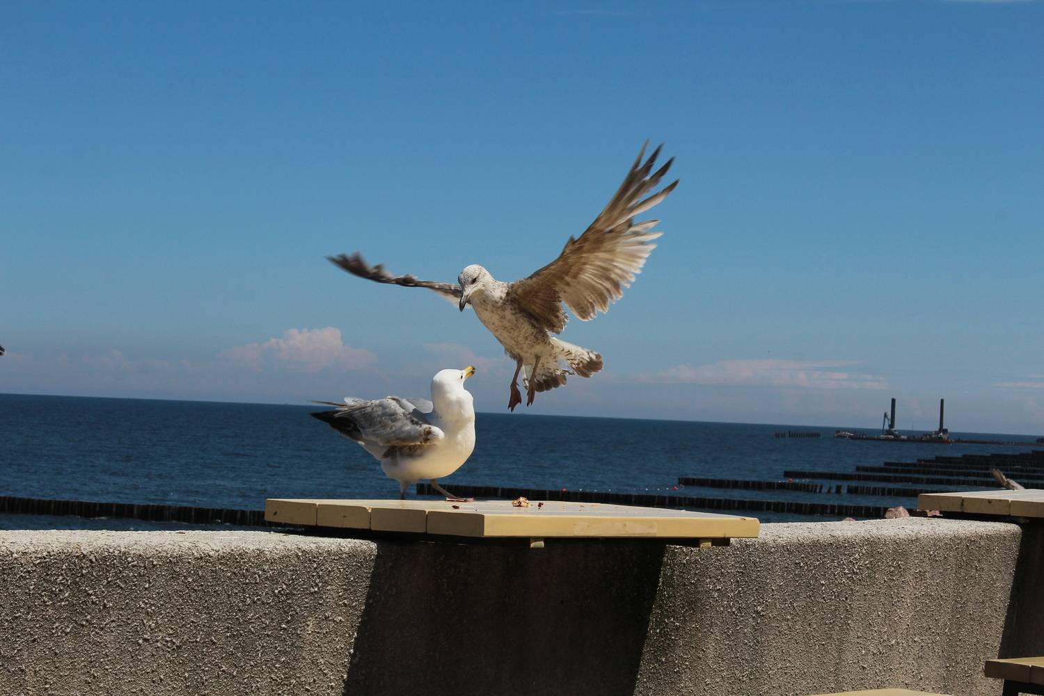 Photo #13147824