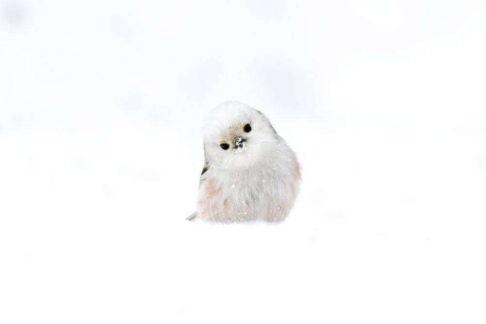 Photograph by Гурьевских Евгений