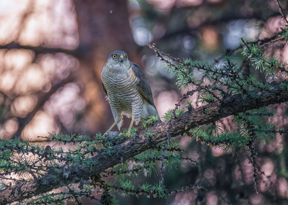 Ястреб перепелятник.