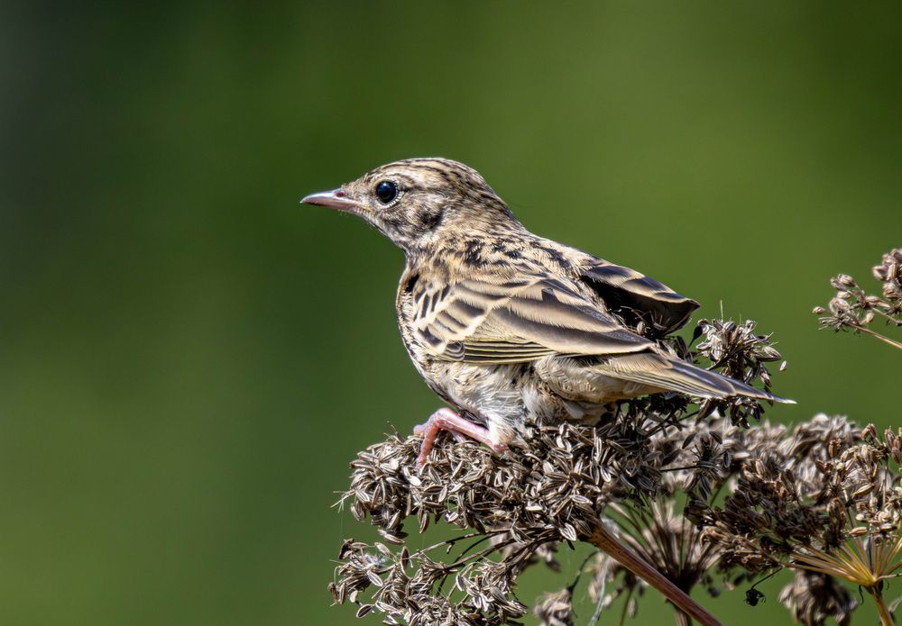 Photograph by Волынский Виктор