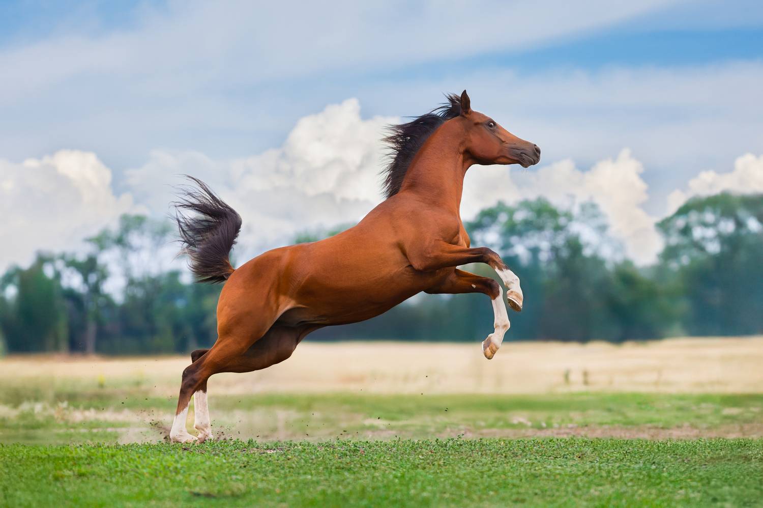 Полет свободы