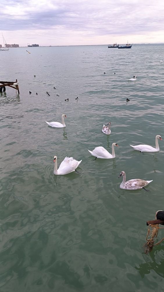 Photograph by Tanivsv