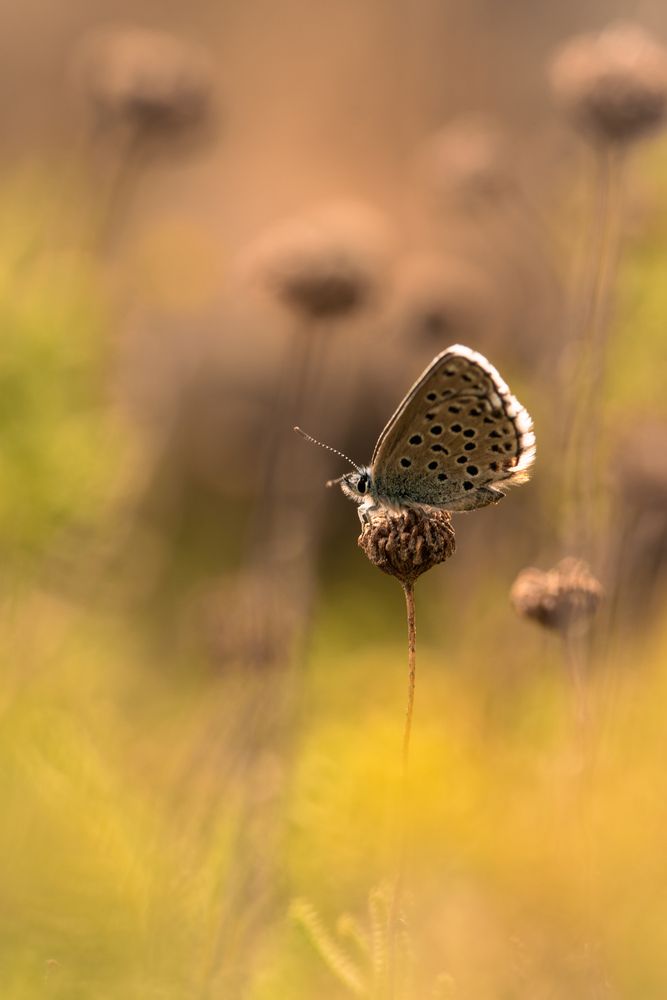 Photograph by Aída Torres