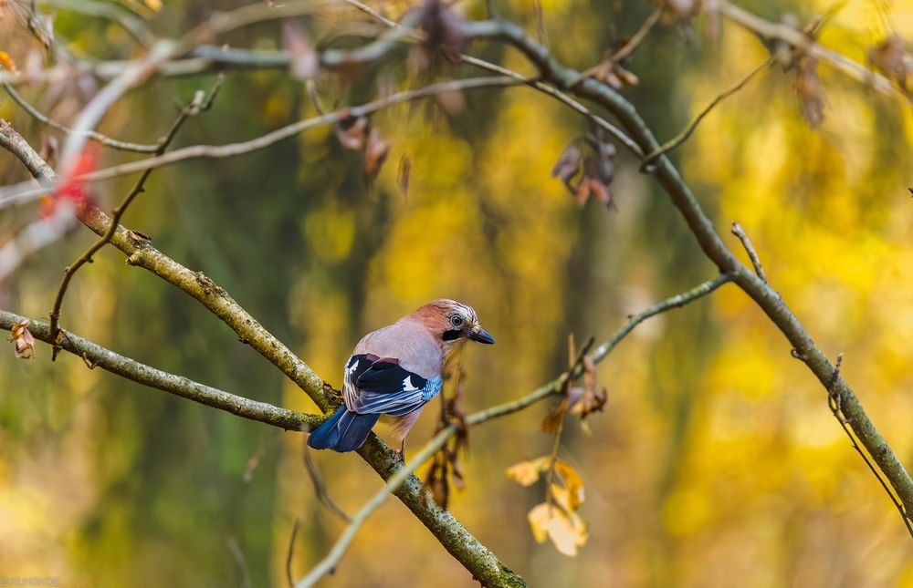Photograph by Михаил Лапшин