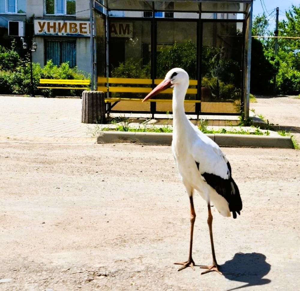 Photograph by Сергей Мамалюк