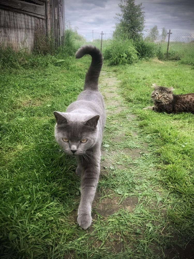 Фотография автора Светлана Терехова