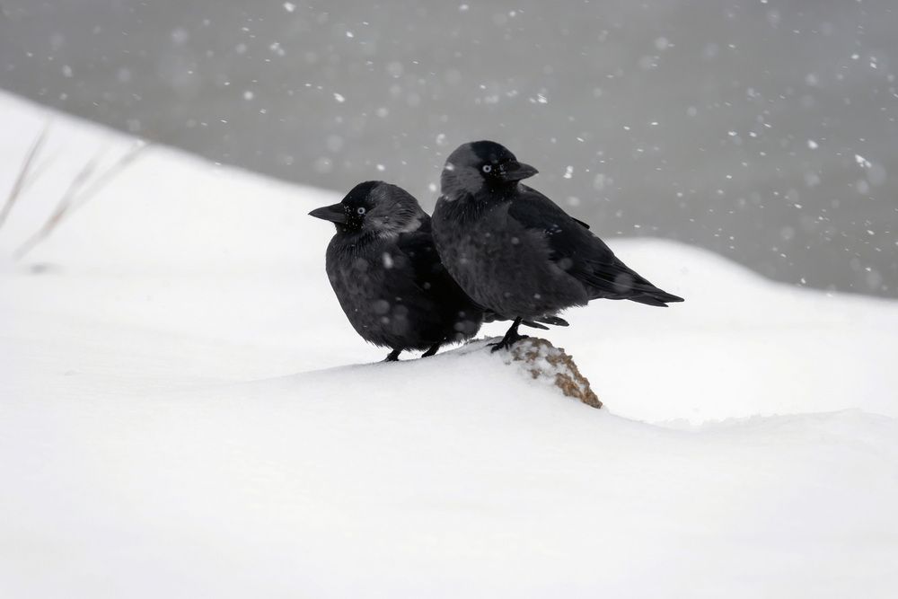 Зимние галки